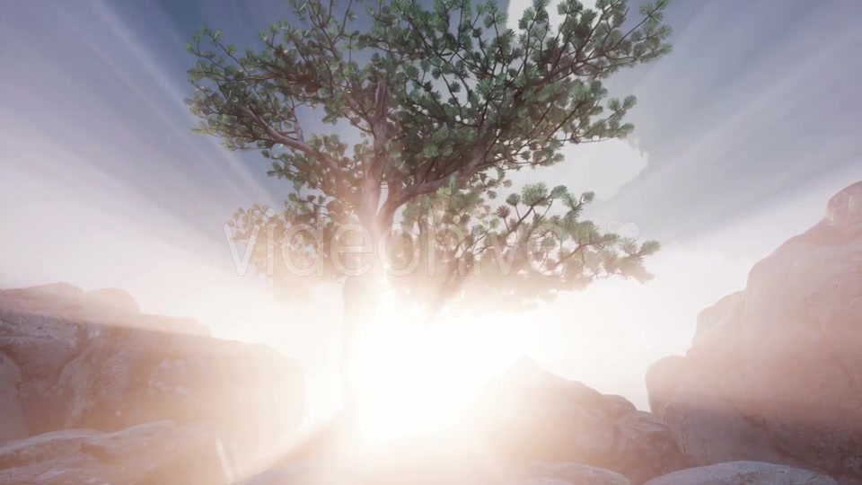 Sun Beams Through Trees - Download Videohive 21313918