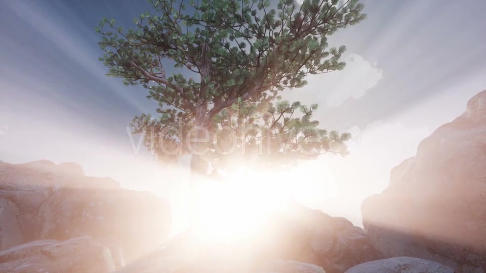 Sun Beams Through Trees - Download Videohive 21313918