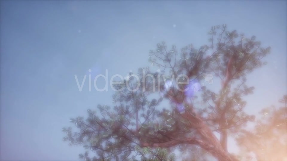 Sun Beams Through Trees - Download Videohive 21388921