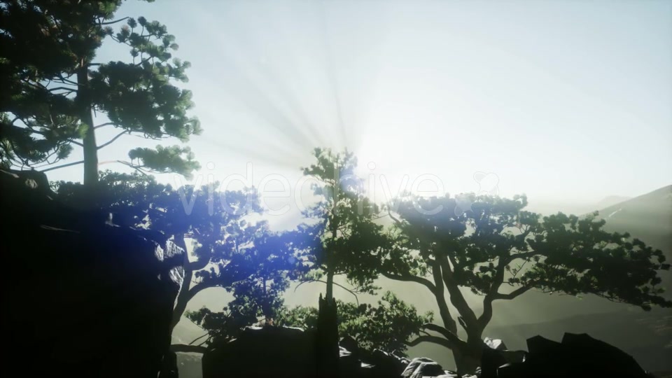 Sun Beams Through Trees - Download Videohive 21388972