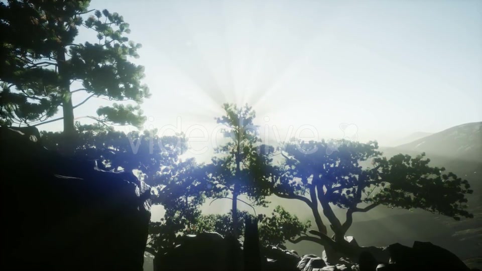 Sun Beams Through Trees - Download Videohive 21388972