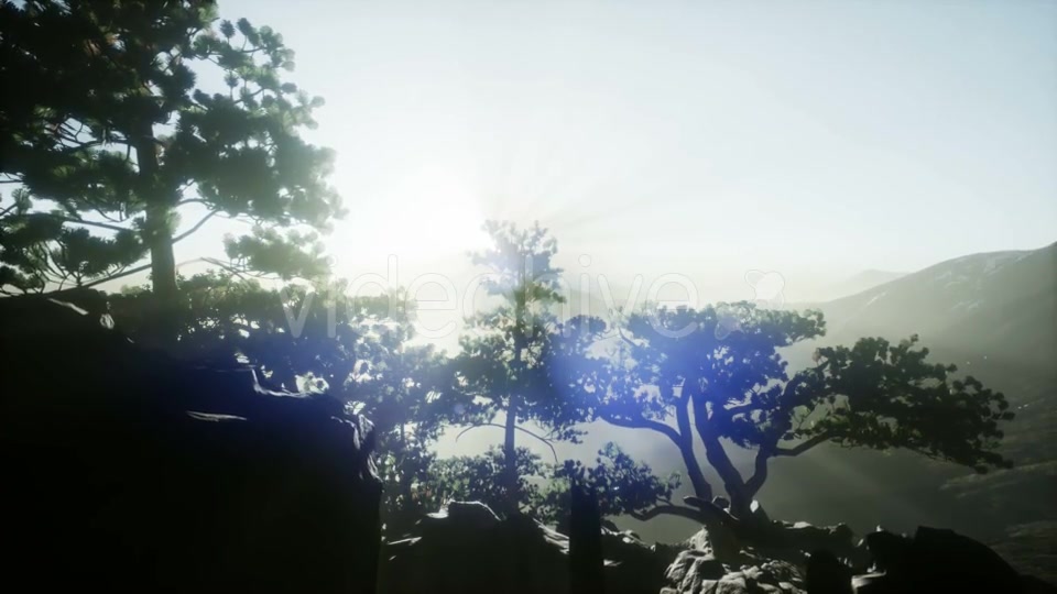 Sun Beams Through Trees - Download Videohive 21388972