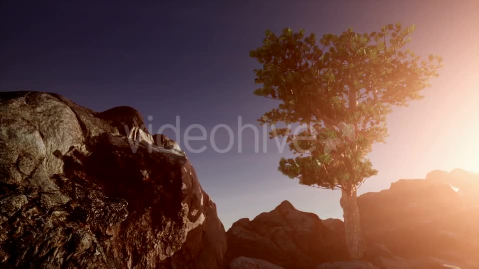 Sun Beams Through Trees - Download Videohive 21389366