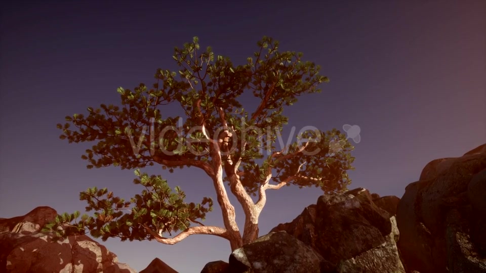 Sun Beams Through Trees - Download Videohive 21389366