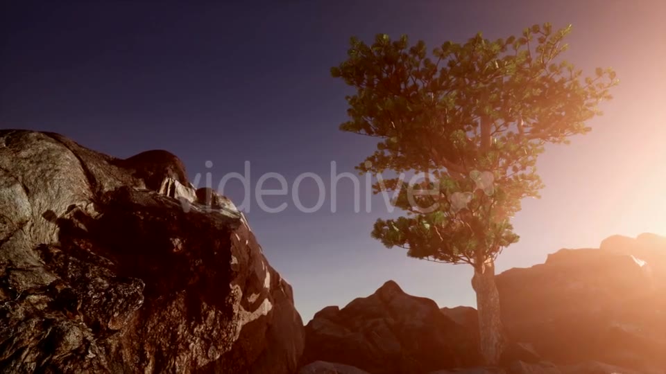 Sun Beams Through Trees - Download Videohive 21389366