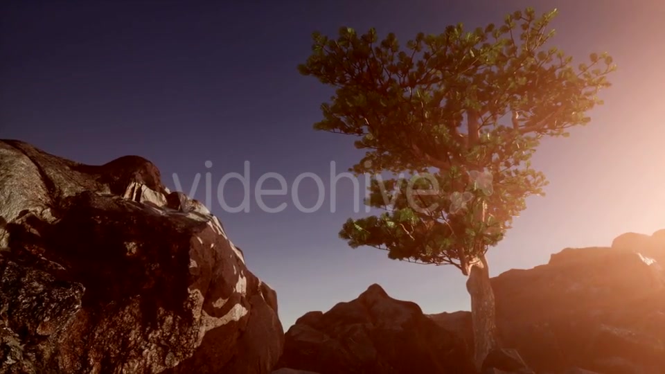 Sun Beams Through Trees - Download Videohive 21389366