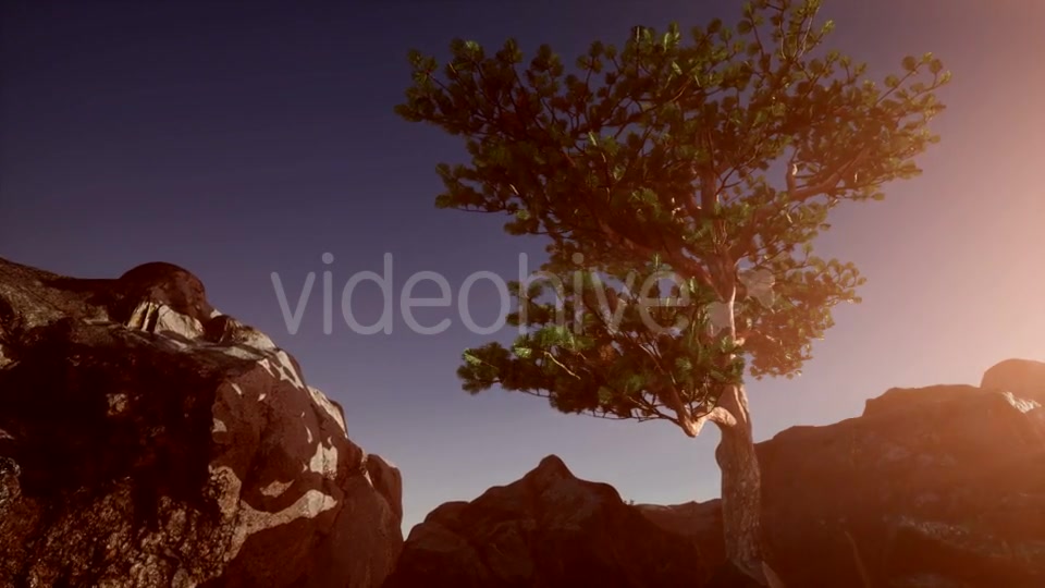 Sun Beams Through Trees - Download Videohive 21389366