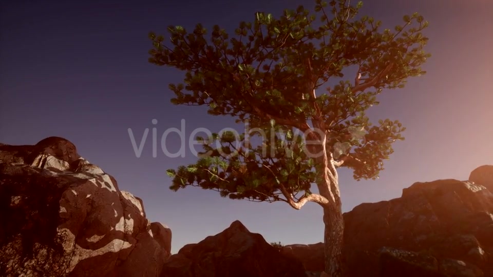 Sun Beams Through Trees - Download Videohive 21389366