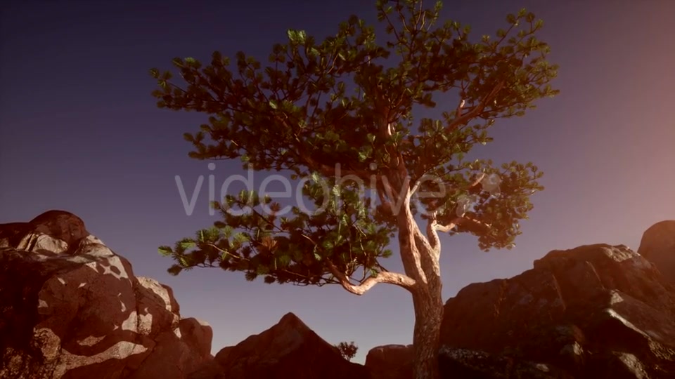 Sun Beams Through Trees - Download Videohive 21389366