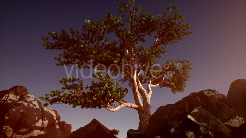 Sun Beams Through Trees - Download Videohive 21389366