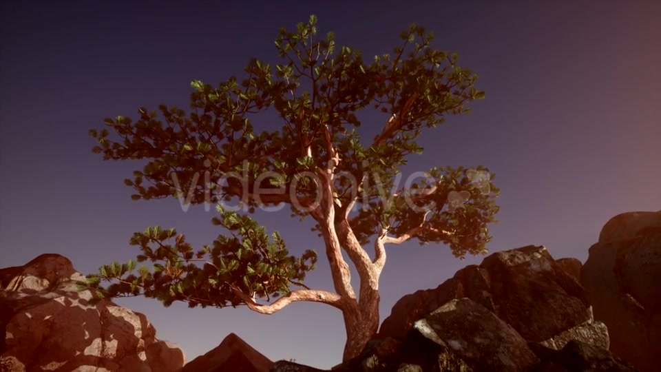 Sun Beams Through Trees - Download Videohive 21389366