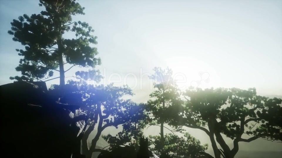 Sun Beams Through Trees - Download Videohive 21407946
