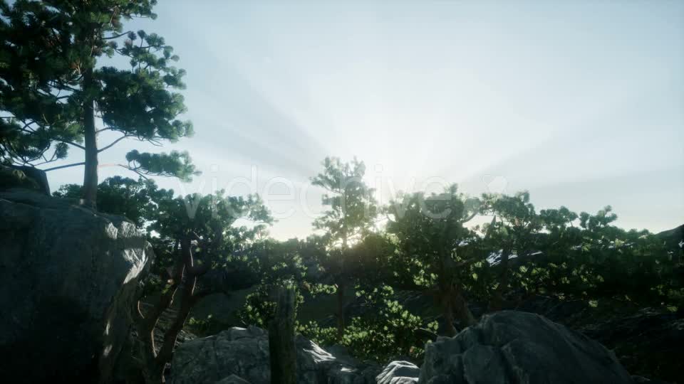 Sun Beams Through Trees - Download Videohive 21408415