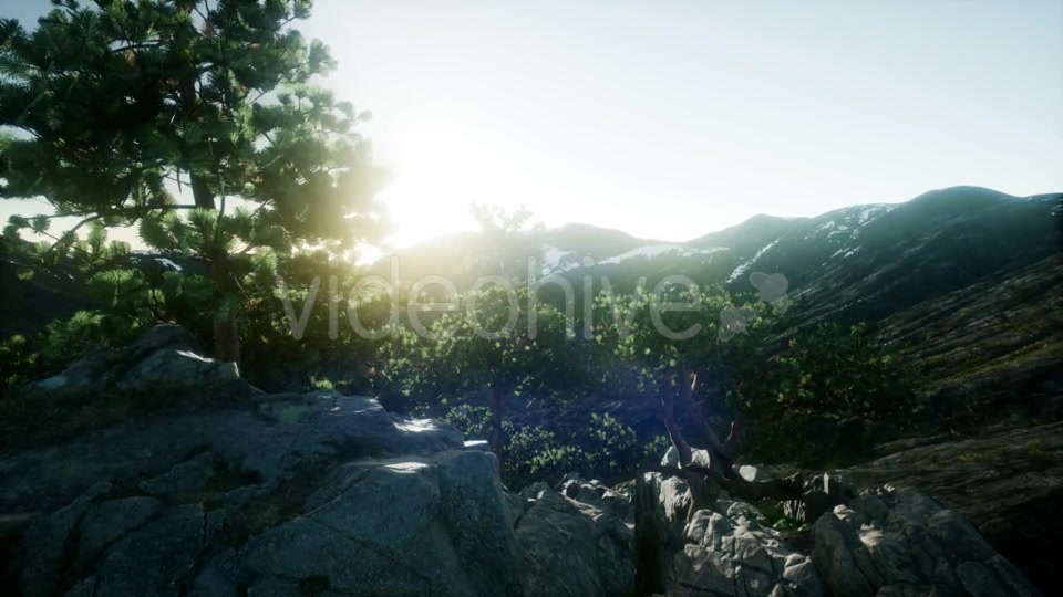 Sun Beams Through Trees - Download Videohive 21408415