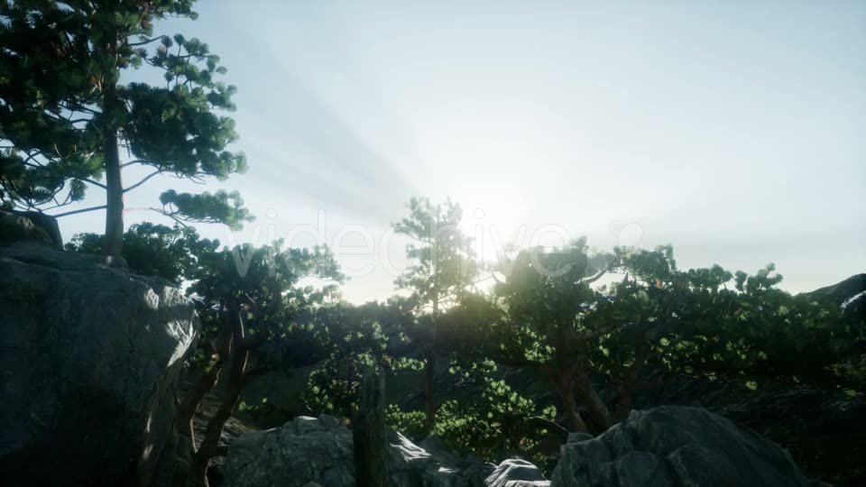 Sun Beams Through Trees - Download Videohive 21408415