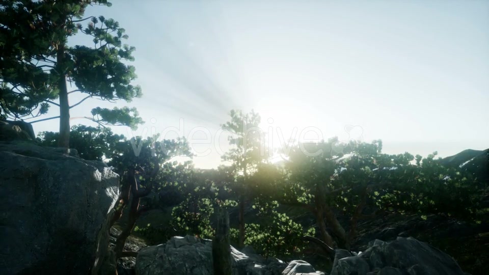 Sun Beams Through Trees - Download Videohive 21408415