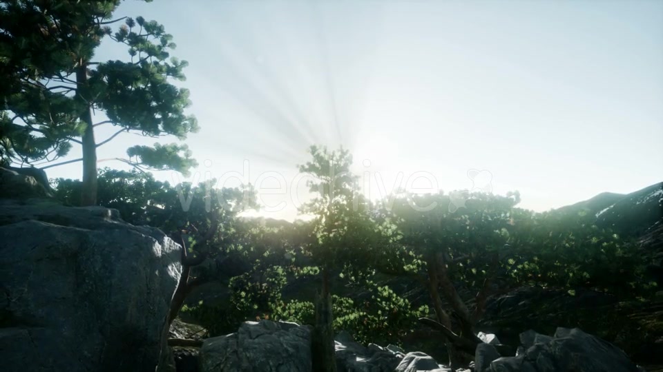 Sun Beams Through Trees - Download Videohive 21408415