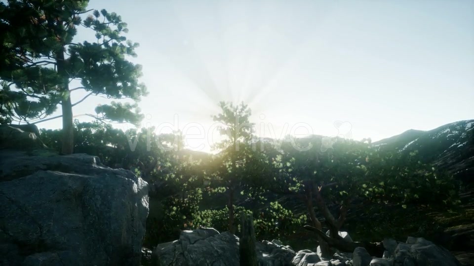 Sun Beams Through Trees - Download Videohive 21408415