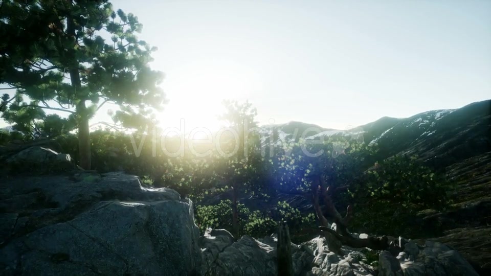 Sun Beams Through Trees - Download Videohive 21408415