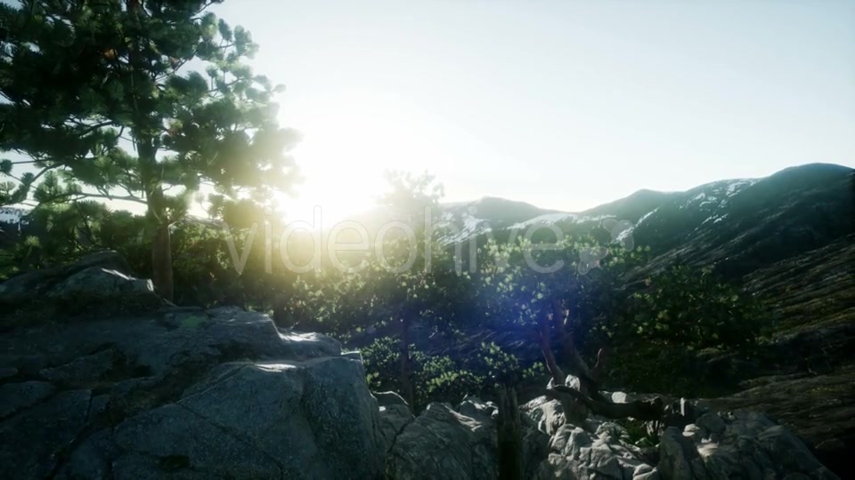 Sun Beams Through Trees - Download Videohive 21408415