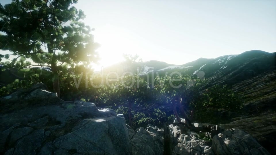 Sun Beams Through Trees - Download Videohive 21408415