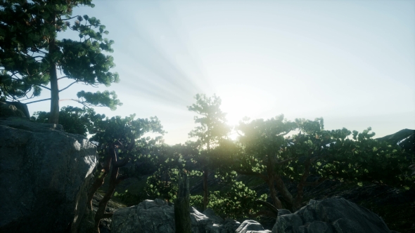 Sun Beams Through Trees - Download Videohive 21408415