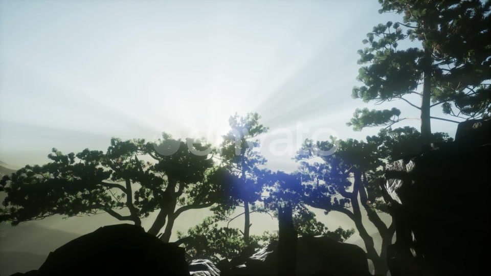 Sun Beams Through Trees - Download Videohive 21722201