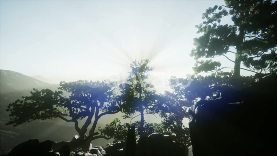 Sun Beams Through Trees - Download Videohive 21722201