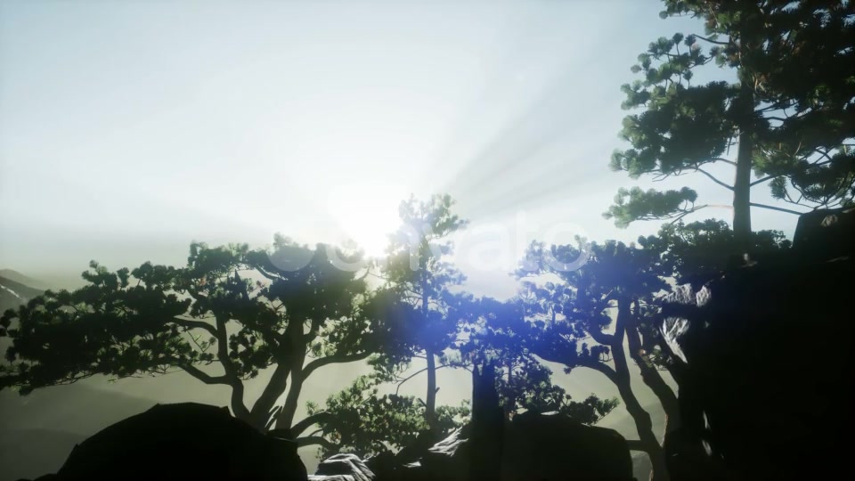 Sun Beams Through Trees - Download Videohive 21722201