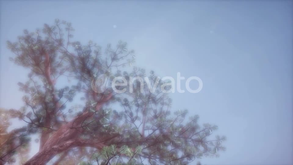 Sun Beams Through Trees - Download Videohive 21843676