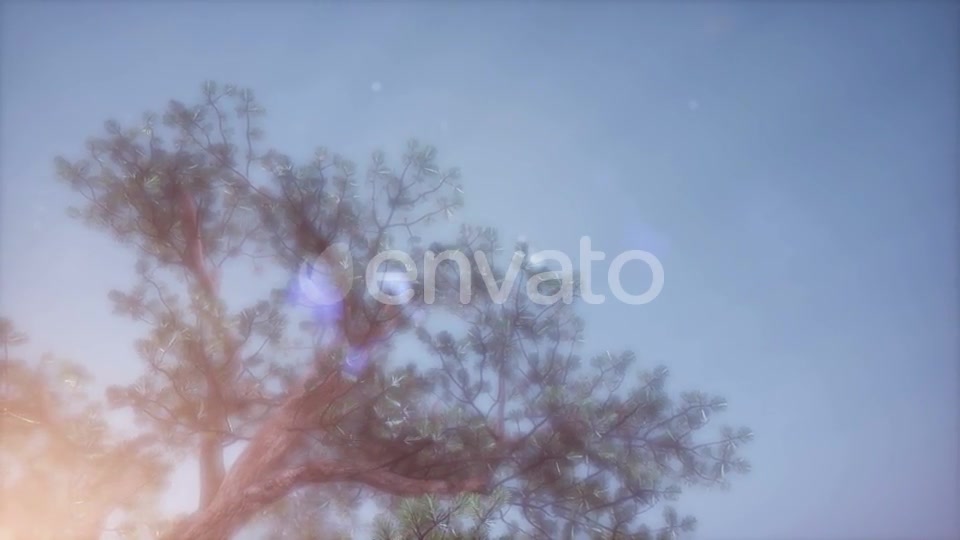 Sun Beams Through Trees - Download Videohive 21843676