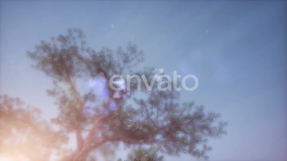 Sun Beams Through Trees - Download Videohive 21843676