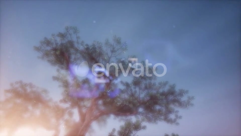 Sun Beams Through Trees - Download Videohive 21843676