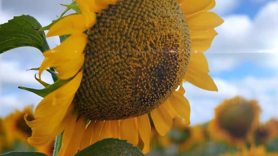 Sunflower Opener Videohive 33348696 After Effects Image 1
