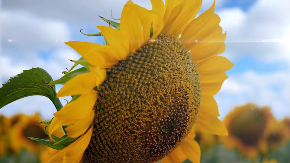 Sunflower Opener Videohive 33348696 After Effects Image 2