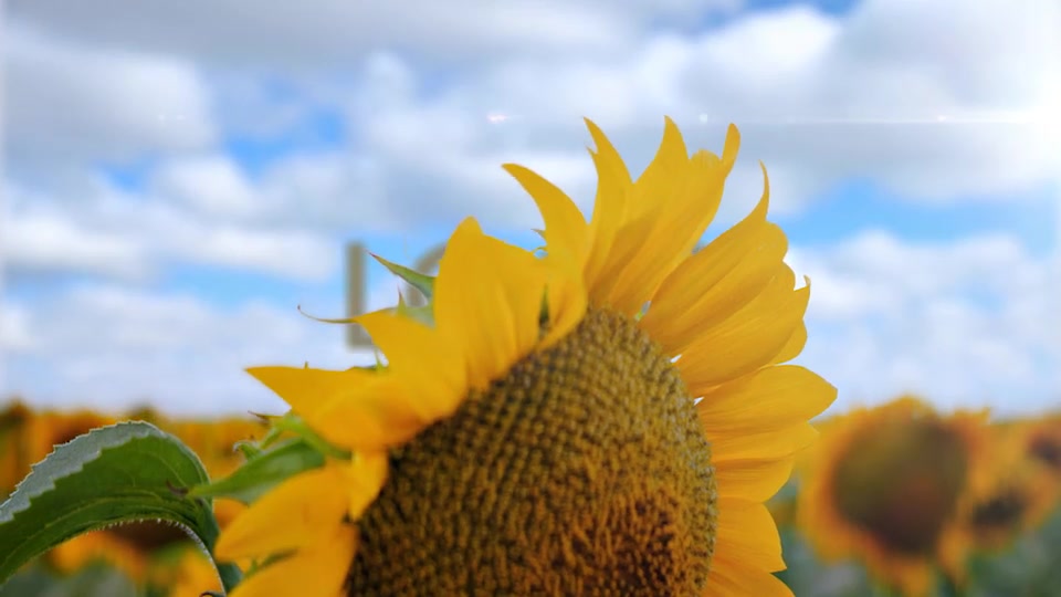 Sunflower Opener Videohive 33348696 After Effects Image 3