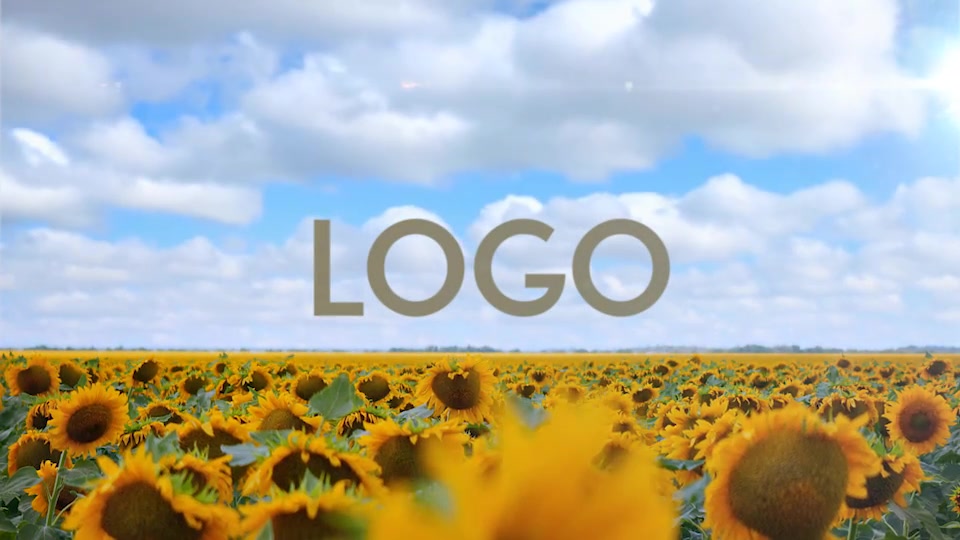 Sunflower Opener Videohive 33348696 After Effects Image 5