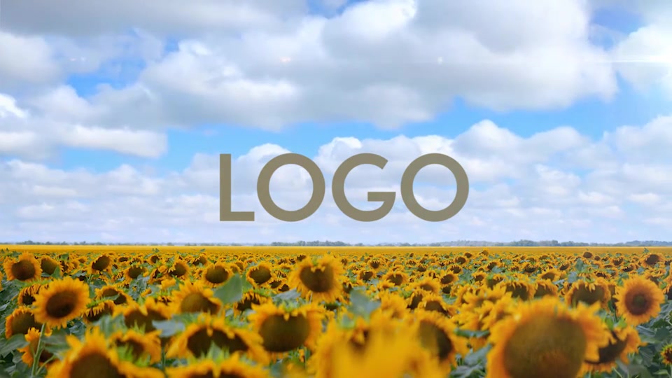 Sunflower Opener Videohive 33348696 After Effects Image 6