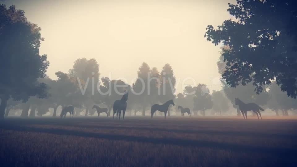 Sunrise Nature Horses - Download Videohive 18312646