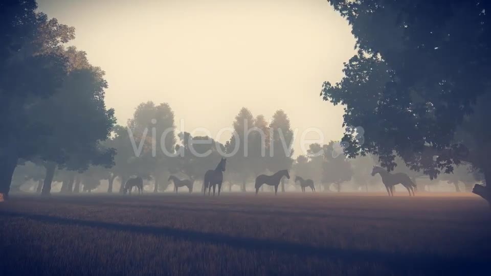 Sunrise Nature Horses - Download Videohive 18312646