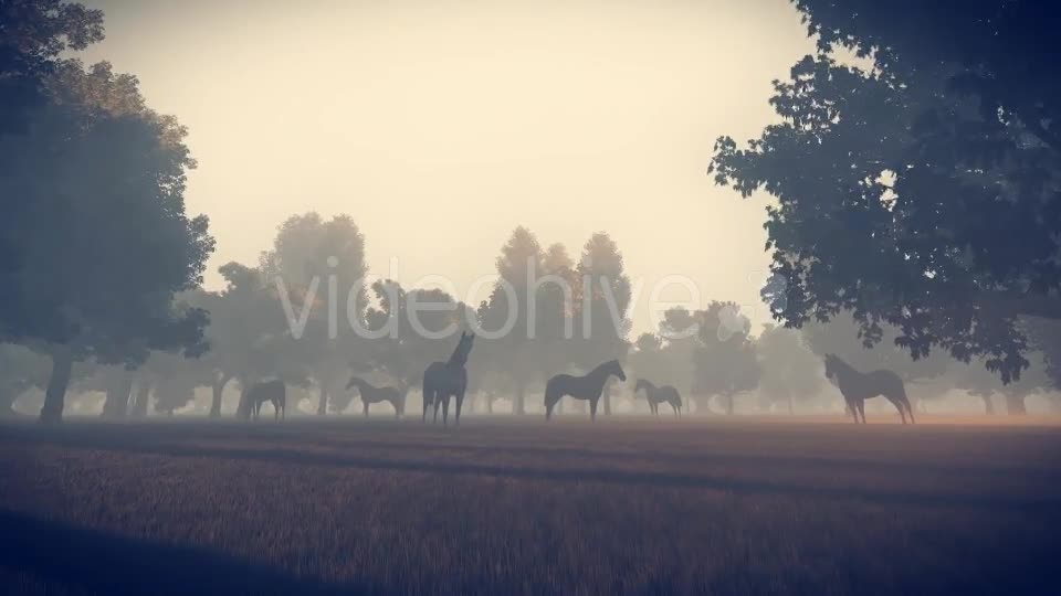 Sunrise Nature Horses - Download Videohive 18312646