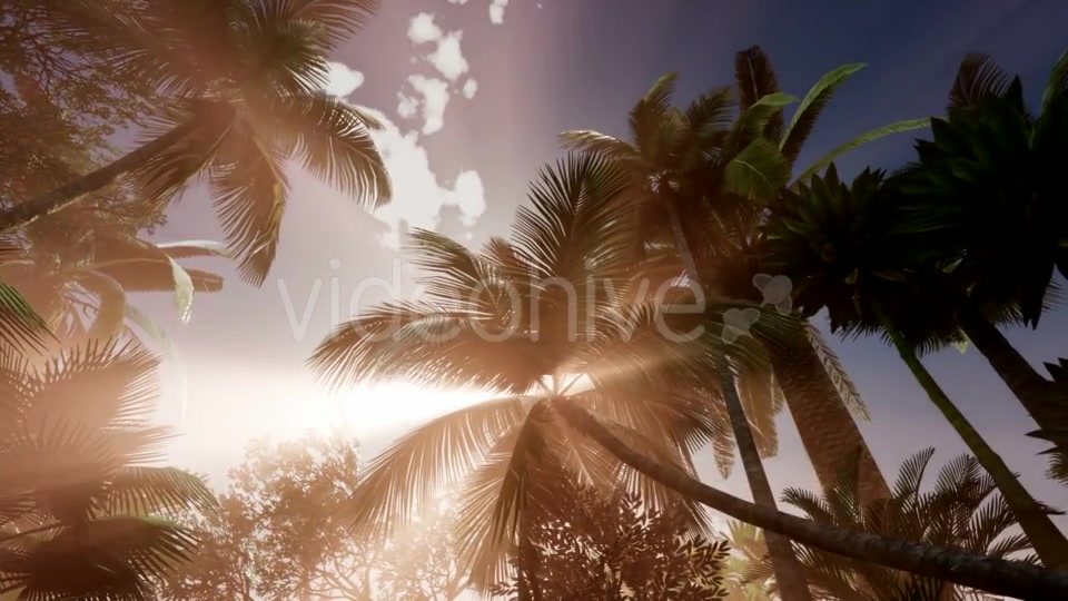 Sunset Beams Through Palm Trees - Download Videohive 20626051