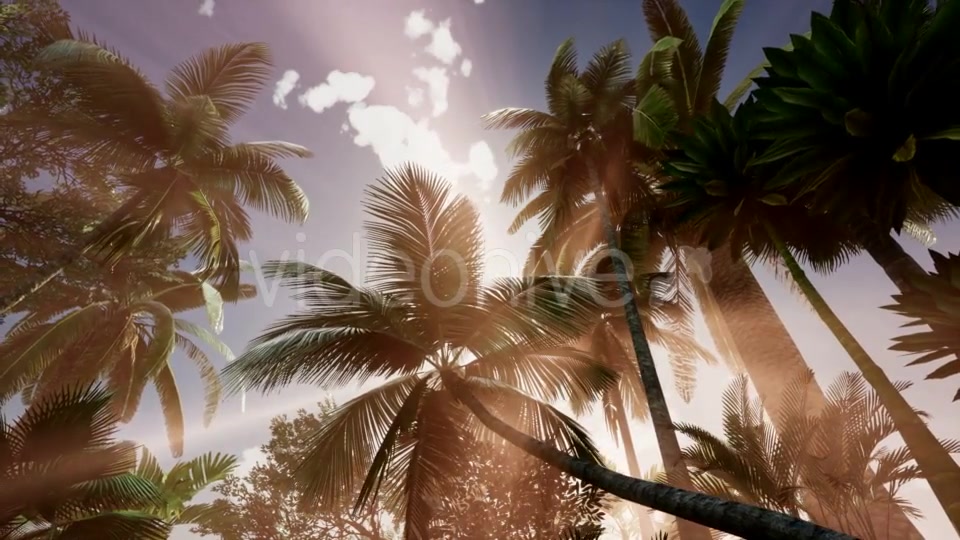 Sunset Beams Through Palm Trees - Download Videohive 20626051