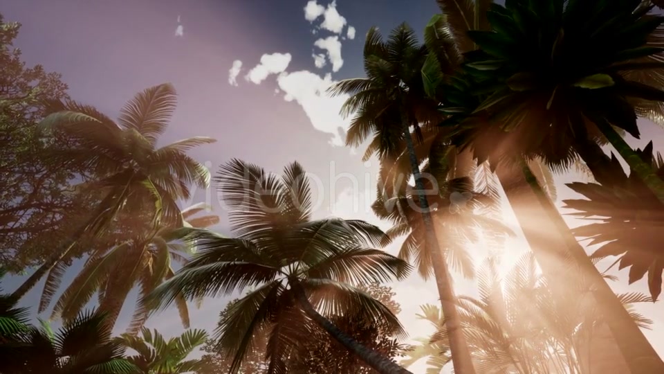 Sunset Beams Through Palm Trees - Download Videohive 20626051