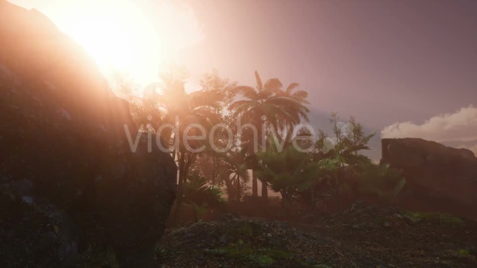 Sunset Beams Through Palm Trees - Download Videohive 20626067