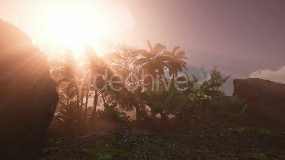 Sunset Beams Through Palm Trees - Download Videohive 20626067