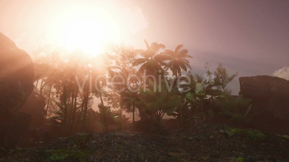Sunset Beams Through Palm Trees - Download Videohive 20626067