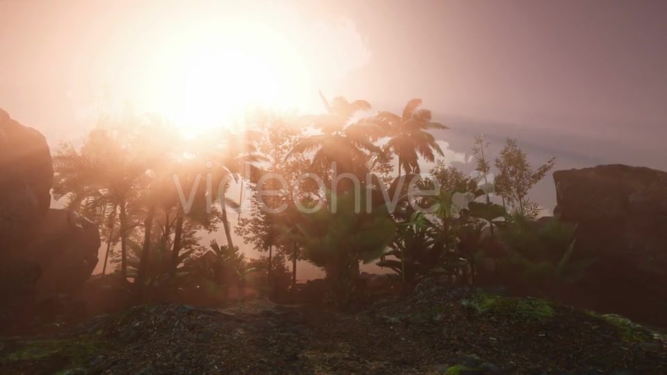 Sunset Beams Through Palm Trees - Download Videohive 20626067