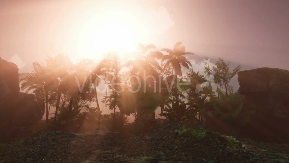 Sunset Beams Through Palm Trees - Download Videohive 20626067