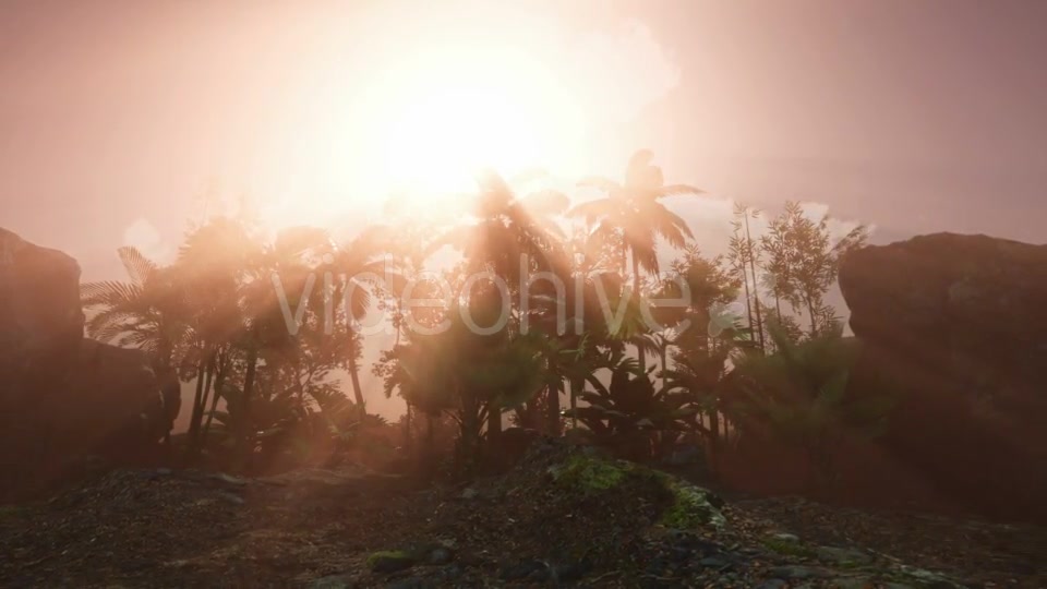 Sunset Beams Through Palm Trees - Download Videohive 20626067